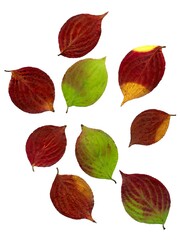 various multicolor fall leaves isolated close up