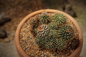 Mammillaria Montrose species. Still life photography of succulent, Pot of mammillaria, succulent pot plant for collection, selective focus and free space for text. Park and garden concept