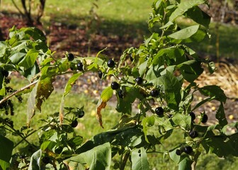 Atropa bella-donna - solanaceae family with black,toxic fruits close up