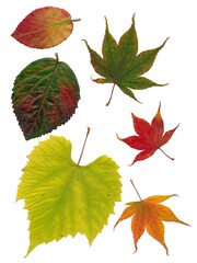 various multicolor fall leaves isolated close up