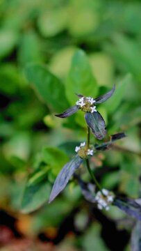 Vertical footage of a purple-leaved buttonweed plant with small white flowers