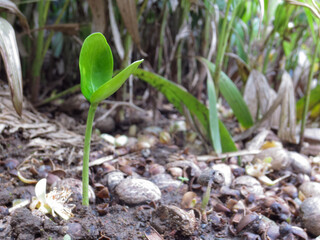 Little green seedlings growing in soil with moss