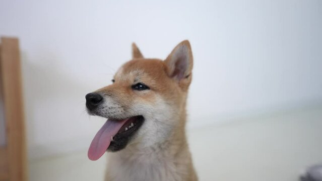 Funny Shiba Inu cub smiling. Puppy portrait of a cute dog yawning in slow-motion 4K.