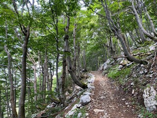 View of distant hills and mountain forests of Gorski Kotar from Risnjak National Park - Croatia (Pogled na udaljene brijegove i planinske šume Gorskog kotara iz nacionalnog parka Risnjak - Gorski kota