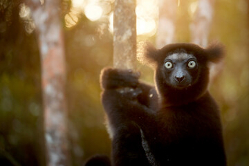 Lemur Indri, a portrait of a large lemur from Madagascar against a backlit background, gaze fixed on the camera, bright eyes, dark fur, wild animal. Madagascar wilderness theme. © Martin Mecnarowski