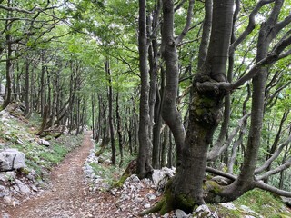 View of distant hills and mountain forests of Gorski Kotar from Risnjak National Park - Croatia (Pogled na udaljene brijegove i planinske šume Gorskog kotara iz nacionalnog parka Risnjak - Gorski kota