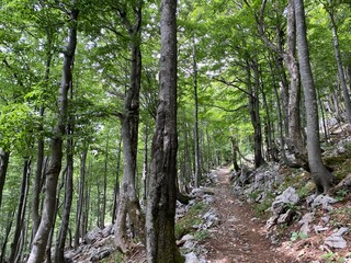 View of distant hills and mountain forests of Gorski Kotar from Risnjak National Park - Croatia (Pogled na udaljene brijegove i planinske šume Gorskog kotara iz nacionalnog parka Risnjak - Gorski kota