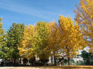 秋の黄葉