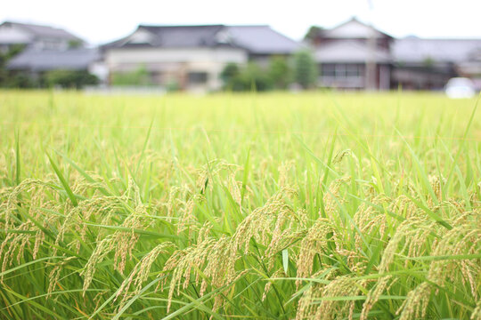 Japan rice fields.