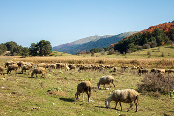 a shepherd and a flock of sheep, forest in the background, wide angle