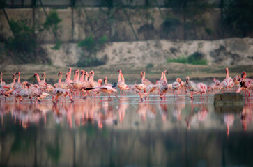 Plakat greater Flamingo