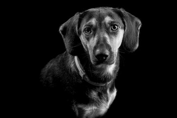 Ritratto di cane in bianco e nero