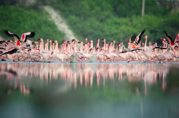 Plakat greater Flamingo