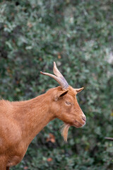 Isolated Brown Goat, animal portrait with copy space