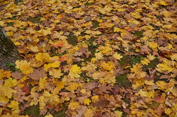 autumn leaves background