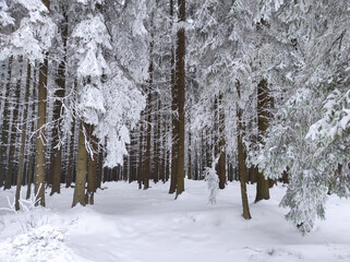 Fototapeta premium picturesque image of a spruce tree. frosty day, calm winter scene. christmas tree in snow