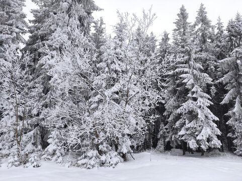 picturesque image of a spruce tree. frosty day, calm winter scene. christmas tree in snow