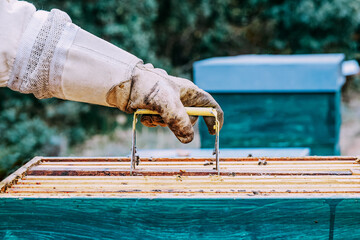 anonymous beekeeper raises a panel of bees