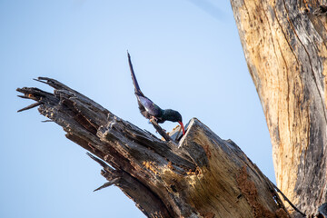 Violet bird on tree feeding juvenile