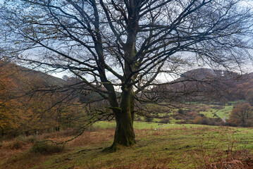 Big bare tree in autumn rainy day