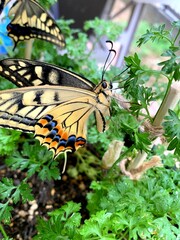 羽化後、訪蝶前のキアゲハ