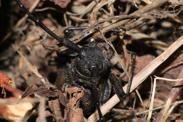 Morimus asper black insect macro photo