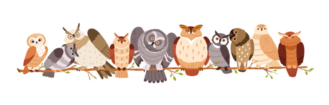 Cute owls sitting on tree branch in row. Funny curious birds together. Different adorable amusing wild owlets, birdies, feathered animals on twig. Flat vector illustration isolated on white background