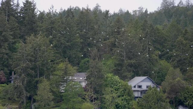 Flock of Birds near Lakeside Real Estate in the Forest, Tracking Shot.