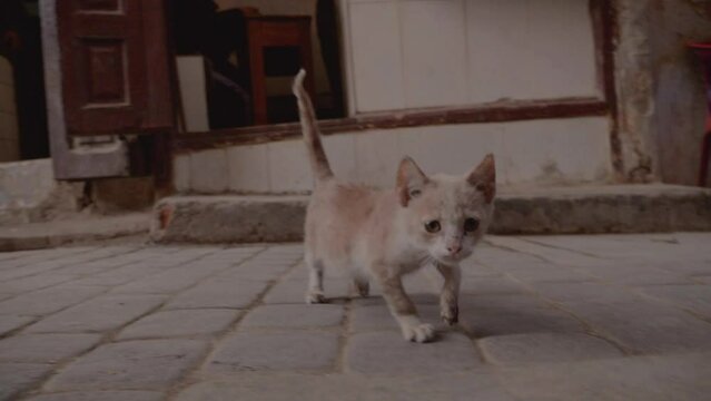 Kitten with broken paw hops towards camera and begs as people passing by ignore him.