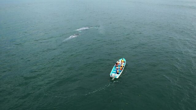 Aerial view around a whale safari boat searching for fish in the open ocean