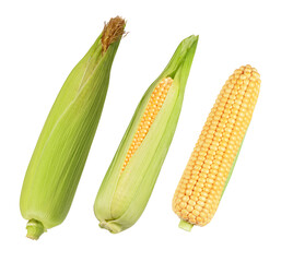 corn ear with leaves isolated on white. the entire image in sharpness.
