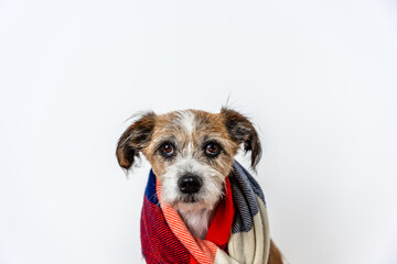 Ein kleiner Terrier Hund mit einem bunten Schal. Blick in die Kamera. 