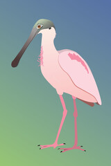 
A vector illustration of a Roseate spoonbill. The bird is standing and you see the bird from his side. He is looking to the left. Cut out on a blue green gradient background.
