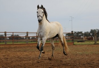 the spanish horse gallops free