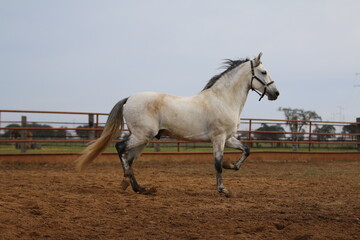 the spanish horse gallops free