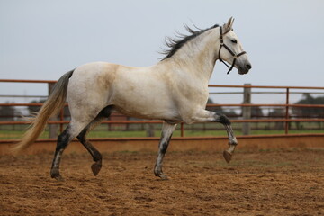 the spanish horse gallops free