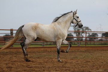 the spanish horse gallops free
