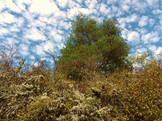 Sträucher und Baum vor blauem Himmel mit Cumulus-Wolken auf dem Premium-Wanderweg Vitaltour Stein, Wein & Farbe bei Wallhausen m im Landkreis Bad Kreuznach in der Nahe-Region von Rheinland-Pfalz. 