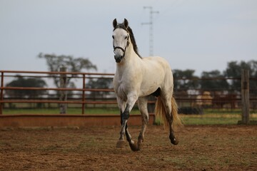the spanish horse gallops free
