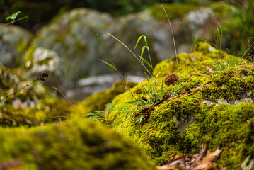 Life growing up in the rocks.