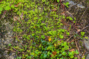 Soil texture with fallen leafs by autumn