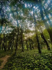 Fototapeta premium sunlight in the forest
