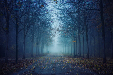tree alley in the mist