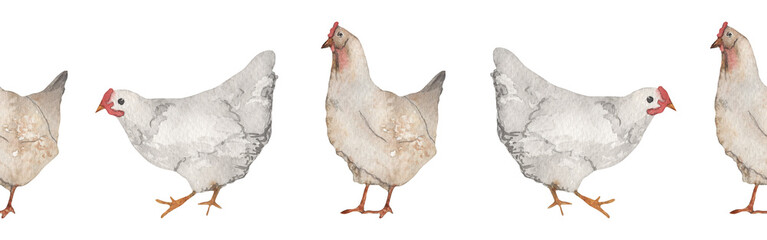 Chicken border.Farm.Watercolor border on white background.Natural hand drawn border element © Makarova Art