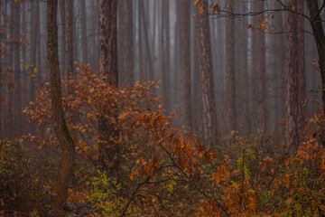 misty autumn forest 
