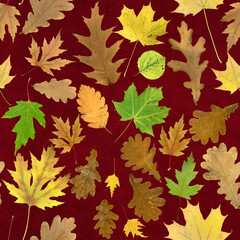Seamless pattern of real multi-colored autumn leaves of various trees on a red velvet background
