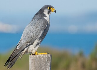 Closeup of a Shaheen falcon, Falco peregrinus peregrinator side profile perched on a wood