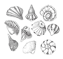 Seashells set sketch hand drawn engraving style Underwater world Vector illustration.