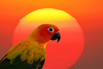 Close up of Sun conure or sun parakeet against big sun background.