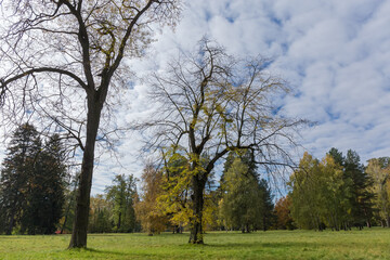 Old deciduous trees growing among big glade in autumn park